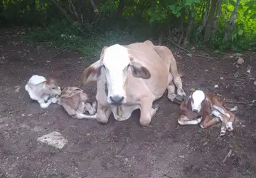 Vaca dá à luz três bezerros de forma natural em zona rural de Conceição/PB