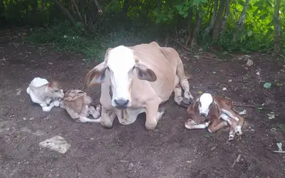 Vaca dá à luz três bezerros de forma natural em zona rural de Conceição/PB